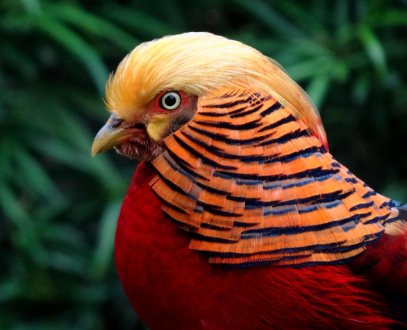 Golden Pheasant Wallpaper Image 3378x2744px