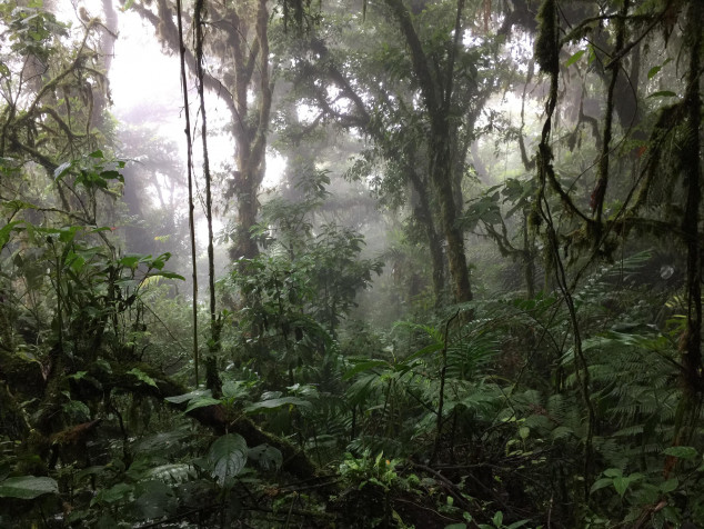 Monteverde Cloud Forest Desktop HD Wallpaper 3264x2448px