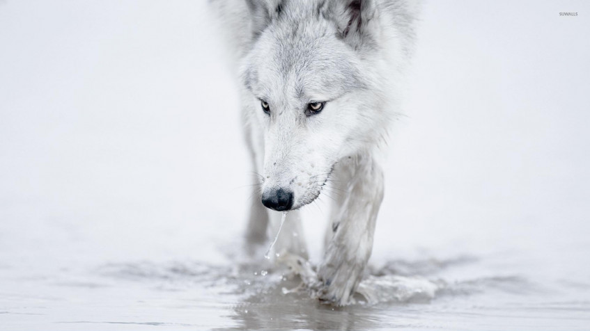 White Wolf Full HD 1080p Wallpaper 1920x1080px