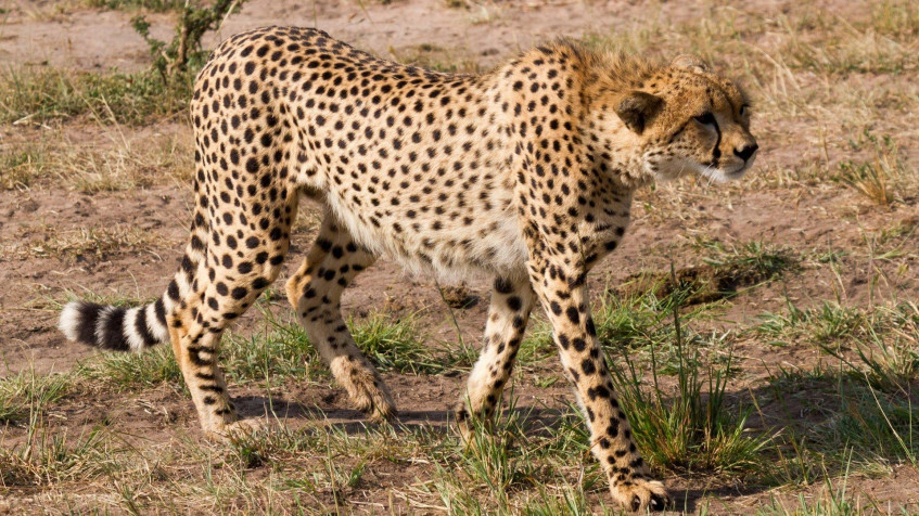 Gepard Full HD 1080p Wallpaper 1920x1080px