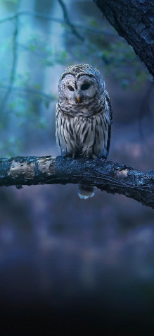 Owl iPhone 11 Pro Wallpaper 1125x2436px