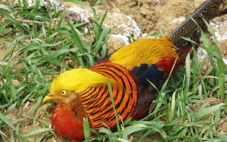 Golden Pheasant Widescreen HD Wallpaper 1920x1200px