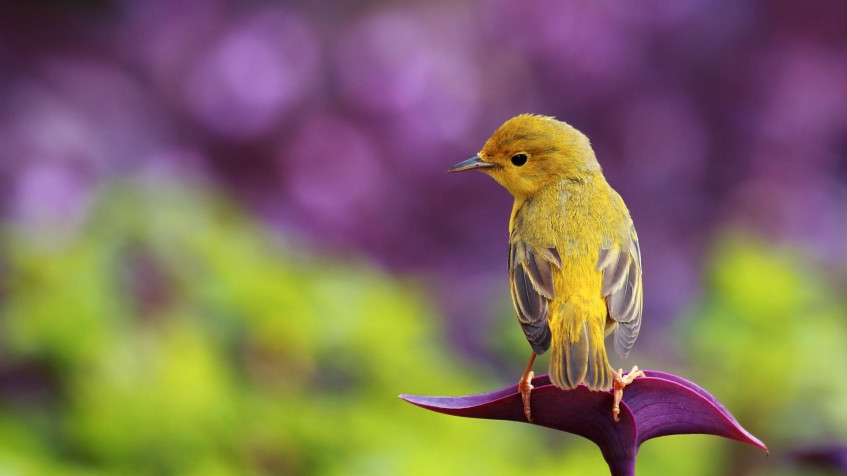 Birds Full HD 1080p Wallpaper 1920x1080px