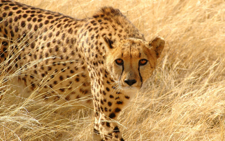 Gepard HD Wallpaper 2560x1600px