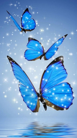 Butterfly Wallpaper for Mobile 1080x1920px