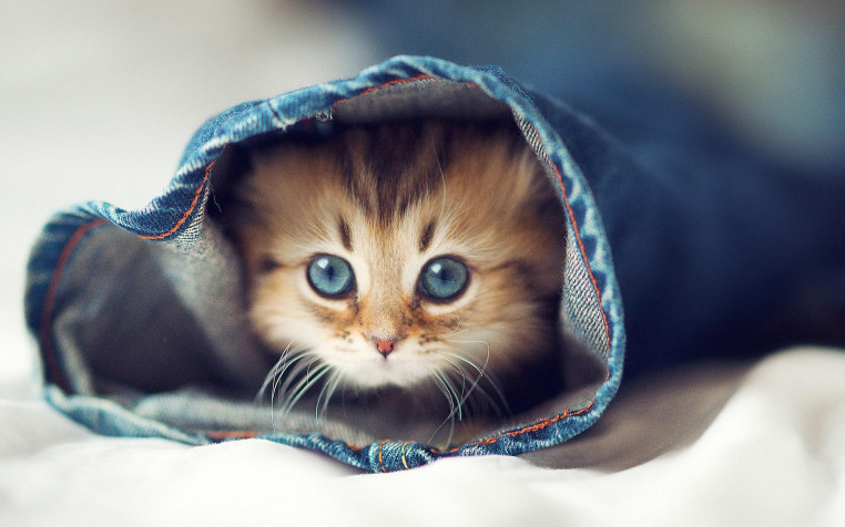 Cute Hd Widescreen HD Wallpaper 1920x1200px