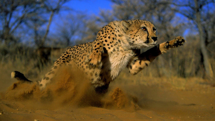 Gepard Full HD 1080p Wallpaper 1920x1080px