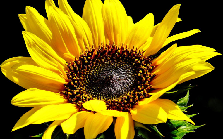 Sunflower Widescreen HD Wallpaper 1920x1200px