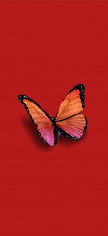 Butterfly iPhone 11 Pro Wallpaper 1125x2436px