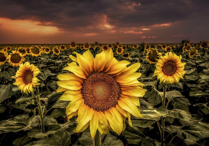 Sunflower Wallpaper Image 1920x1339px