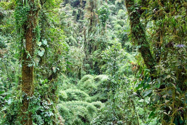 Monteverde Cloud Forest Desktop HD Background 1280x853px