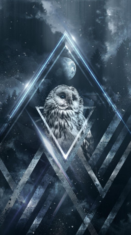 Owl Android Wallpaper 1080x1920px