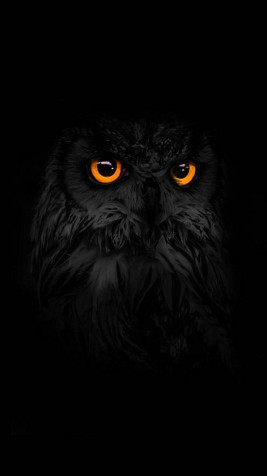 Owl iPhone Wallpaper Image 1080x1920px