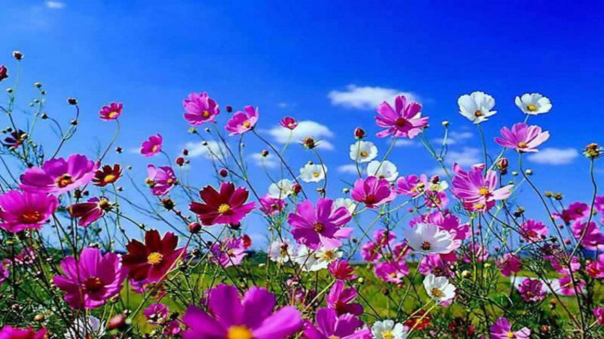 Spring Pc Full HD 1080p Wallpaper 1920x1080px