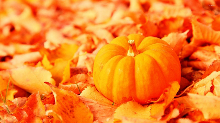 Cute Fall Full HD 1080p Wallpaper 1920x1080px