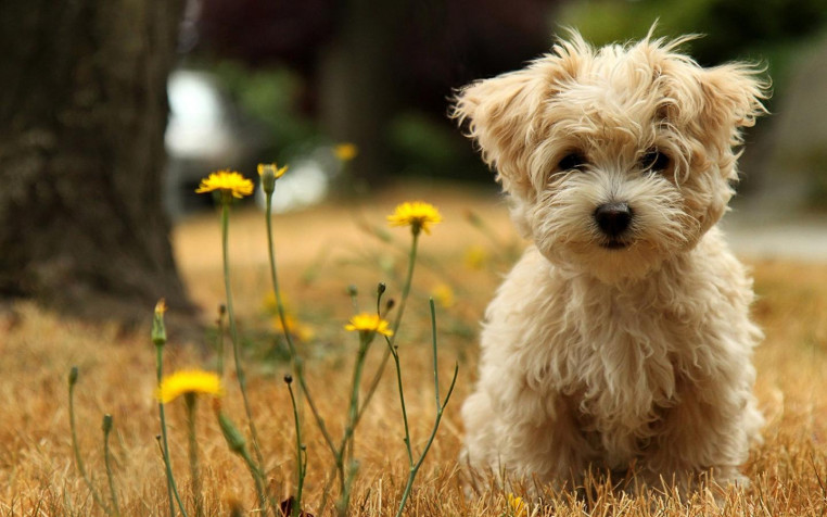 Cute Hd Laptop Background 1440x900px