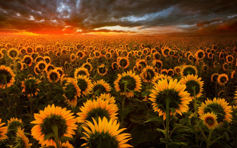 Sunflower Retina Widescreen Wallpaper 2880x1800px