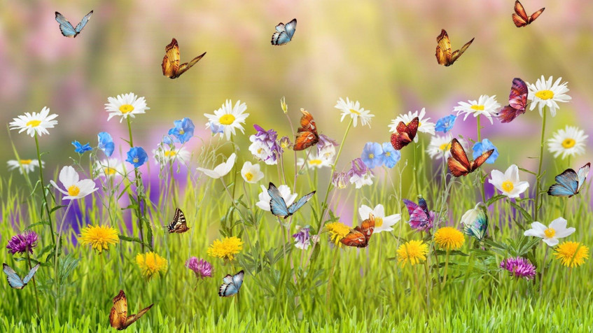 Butterflies Hd Full HD 1080p Wallpaper 1920x1080px