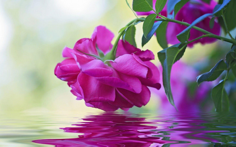 Floral Widescreen HD Wallpaper 1920x1200px