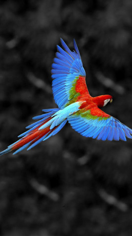 Birds iPhone Wallpaper Image 1080x1920px