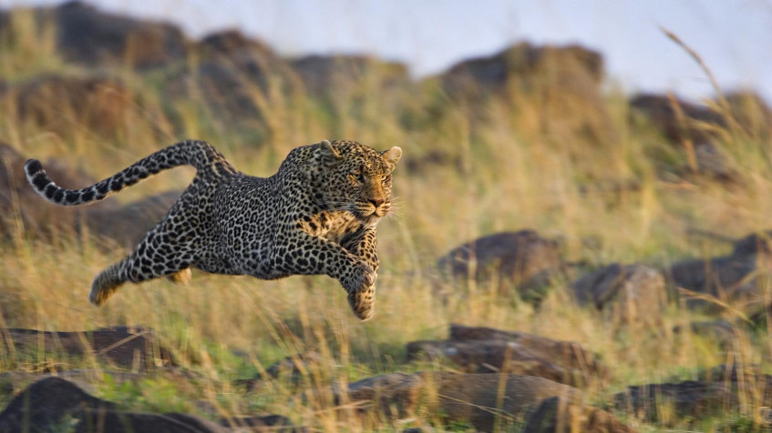 Gepard Full HD 1080p Wallpaper 1920x1080px