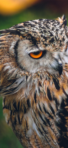 Owl iPhone 11 Pro Max Wallpaper 1242x2688px