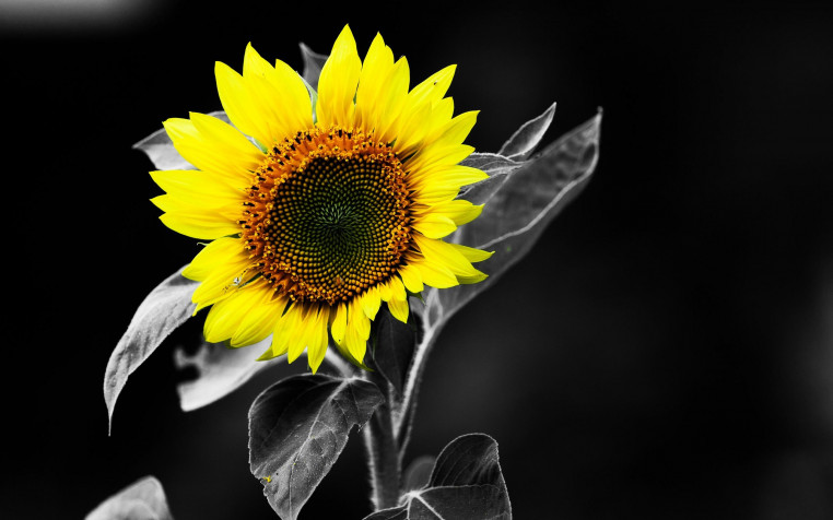 Sunflower Laptop Background 2560x1600px