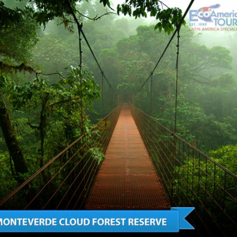 Monteverde Cloud Forest iPhone Wallpaper Image 1024x1024px