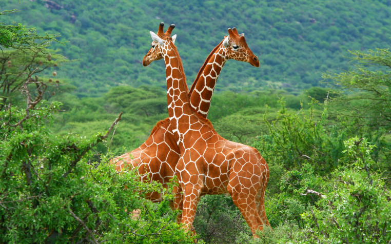 Giraffe Desktop Wallpaper 2560x1600px