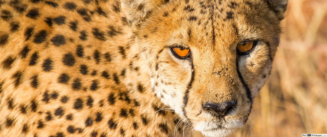 Gepard UltraWide QHD Wallpaper 3440x1440px