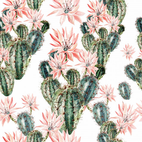 Cactus Phone Background Image 4472x4472px