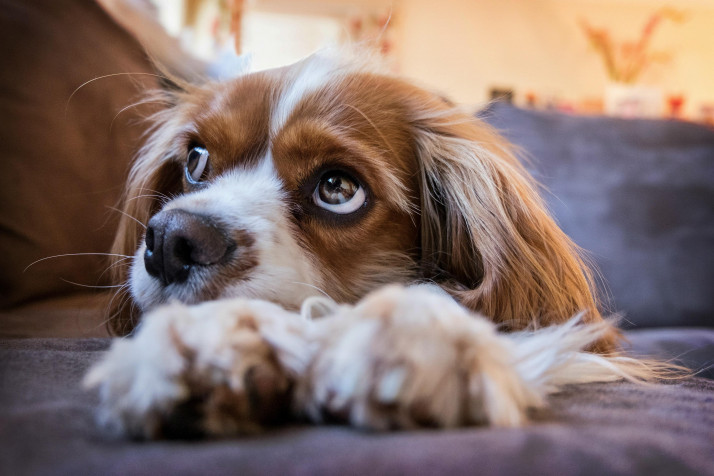 Charles Spaniel Dog Background Image 4000x2666px