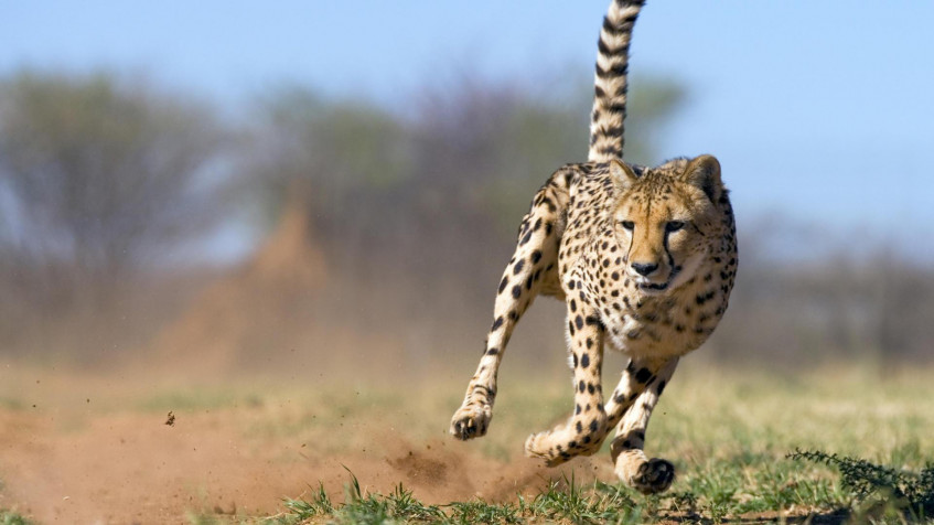 Gepard Full HD 1080p Wallpaper 1920x1080px