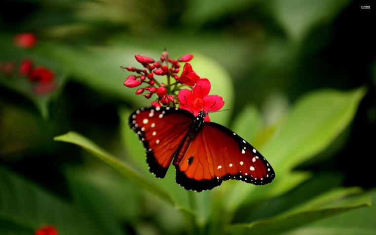 Butterfly Background Image 2560x1600px