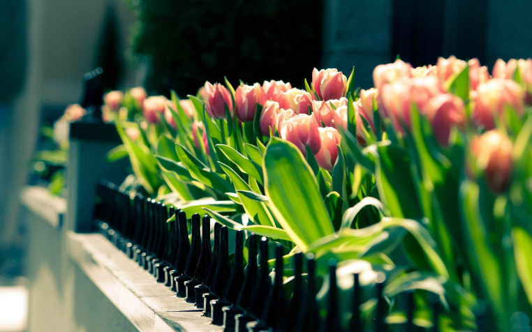 Spring Pc Background Image 2560x1600px