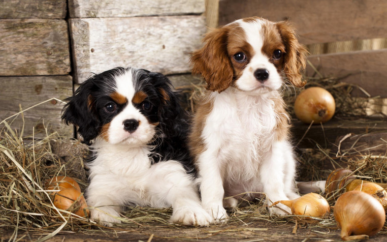 Charles Spaniel Dog Laptop Wallpaper 2560x1600px