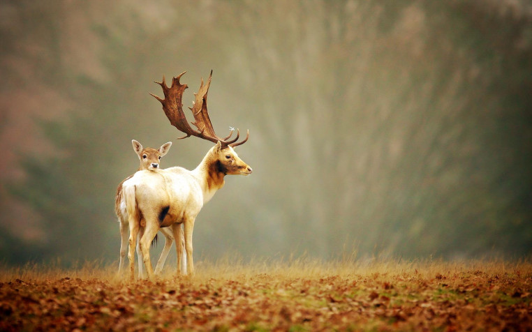 Deer Widescreen HD Wallpaper 1920x1200px