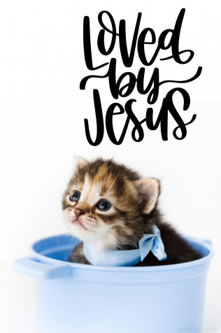 Kitten iPhone Background Image 1701x2560px