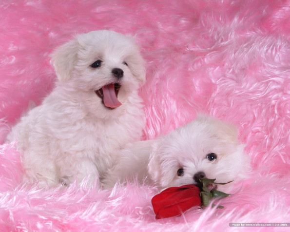 Maltese Dog Desktop Background 1280x1024px