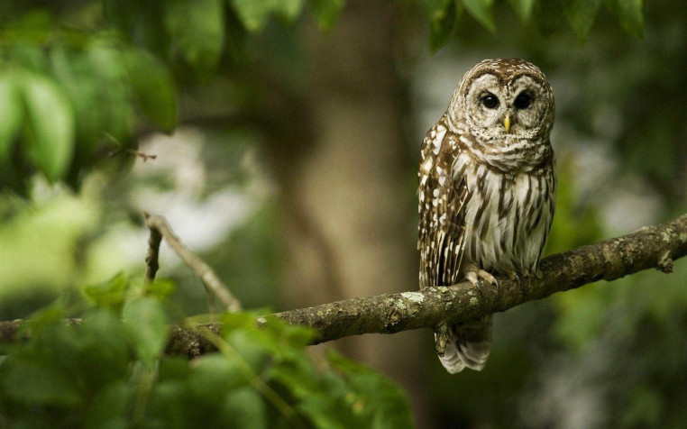 Owl Laptop Background 2560x1600px