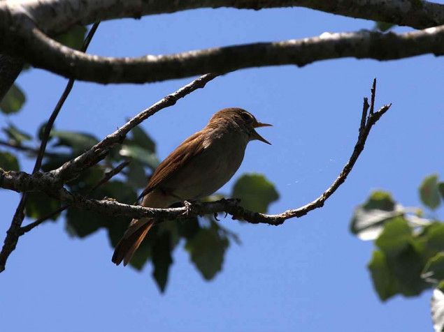 Nightingale Background Image 1024x768px