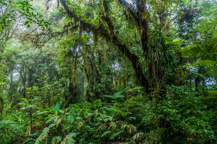 Monteverde Cloud Forest Desktop Wallpaper 1200x800px