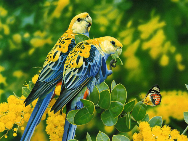 Birds HD Background 1024x768px