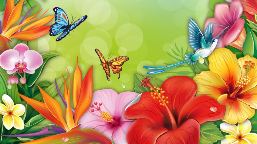 Butterflies Hd Full HD 1080p Wallpaper 1920x1080px