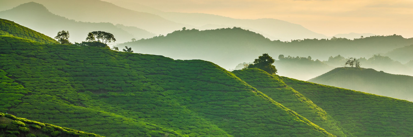 Cameron Highlands MacBook Background 3000x1000px