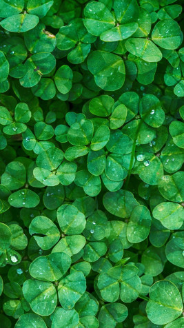 Clover iPhone Wallpaper 1440x2560px