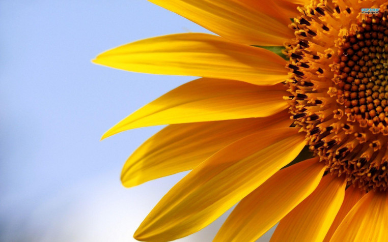 Sunflower Widescreen HD Wallpaper 1920x1200px