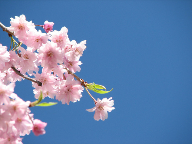 Pink Flowers Desktop Wallpaper 2592x1944px