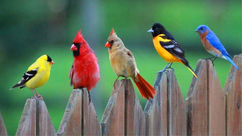 Birds Wallpaper Image 1366x768px