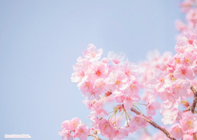 Spring Pc HD Background 1440x1024px